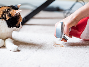 Treating Cat and Dog Urine Odor on Carpet