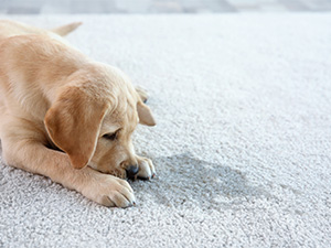 Dog stains on carpet