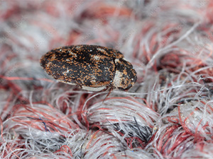 Carpet Beetle on Carpet