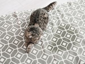 Carpet Smells